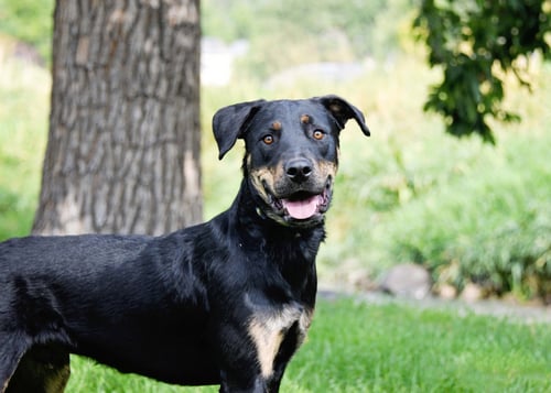 MARCELLUS - Rottweiler available for adoption