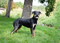 Marcellus - Photo 3