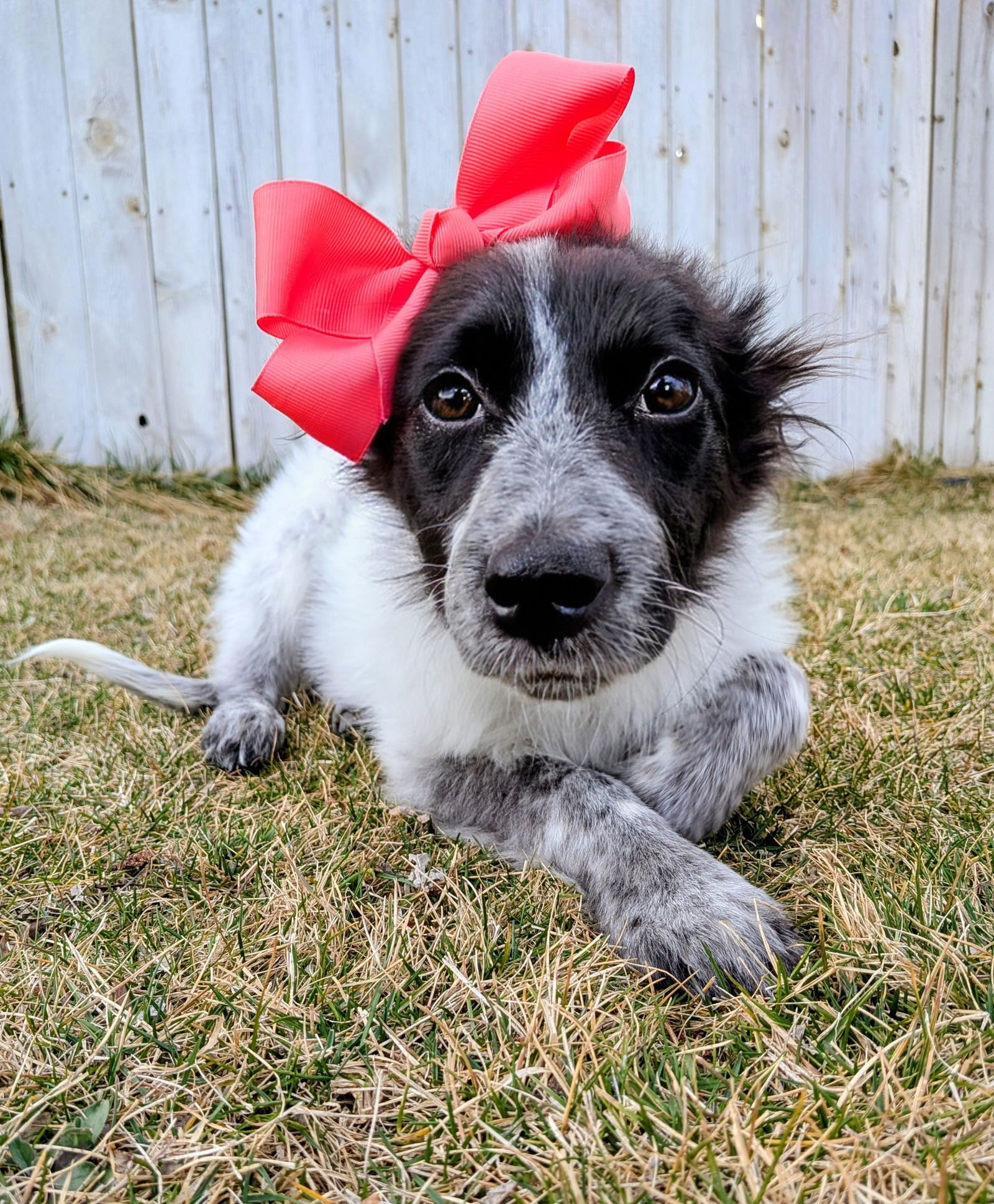 AMIRAH - Collie available for adoption