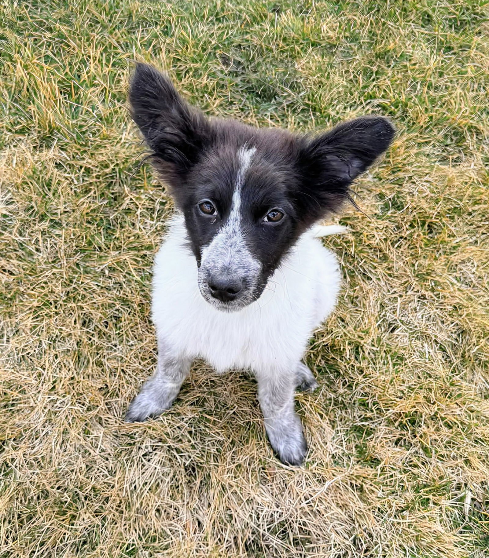 AMIRAH - Collie available for adoption