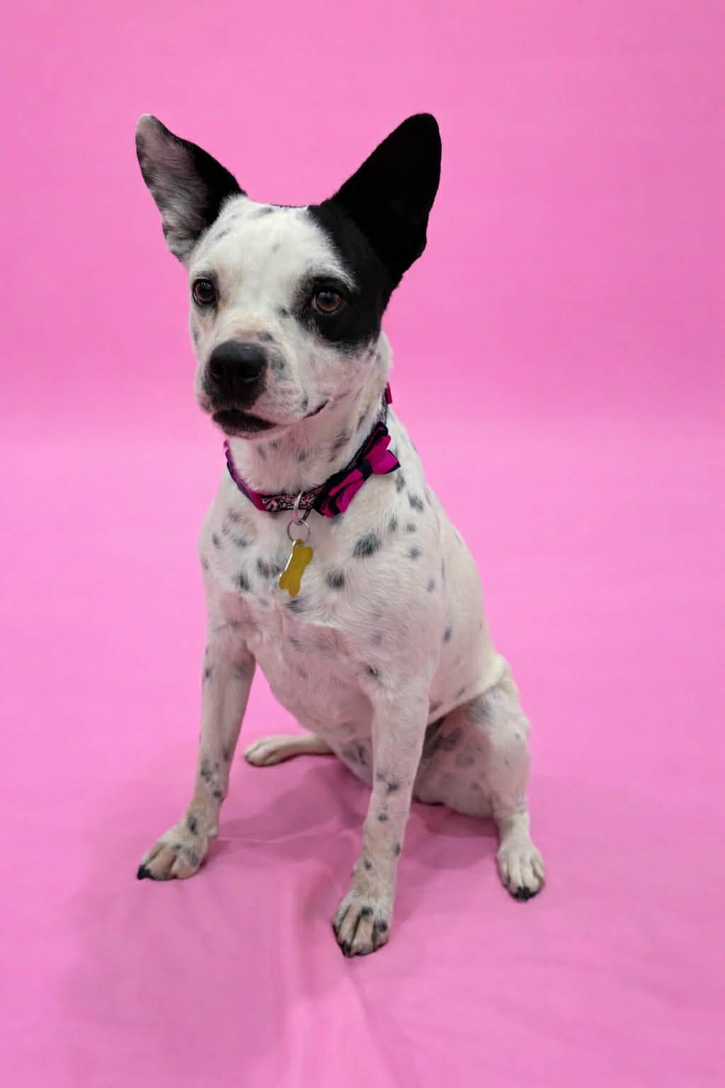 OREO DELUXE - Australian Cattle Dog/Blue Heeler available for adoption