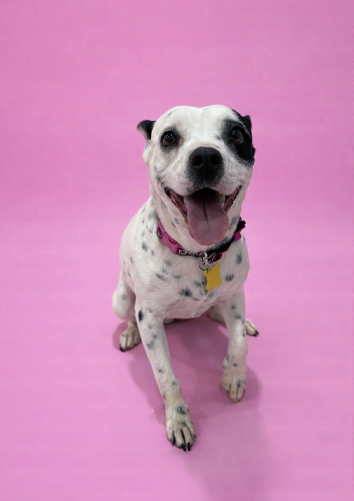 Oreo Deluxe - Photo 6