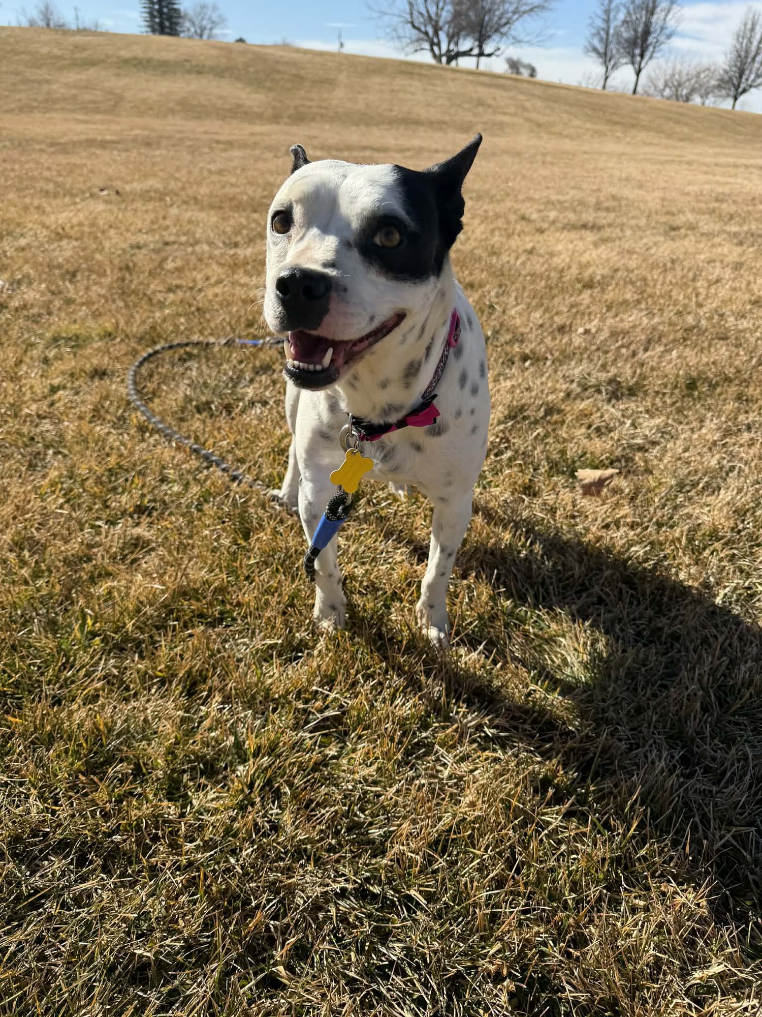 Oreo Deluxe - Photo 7