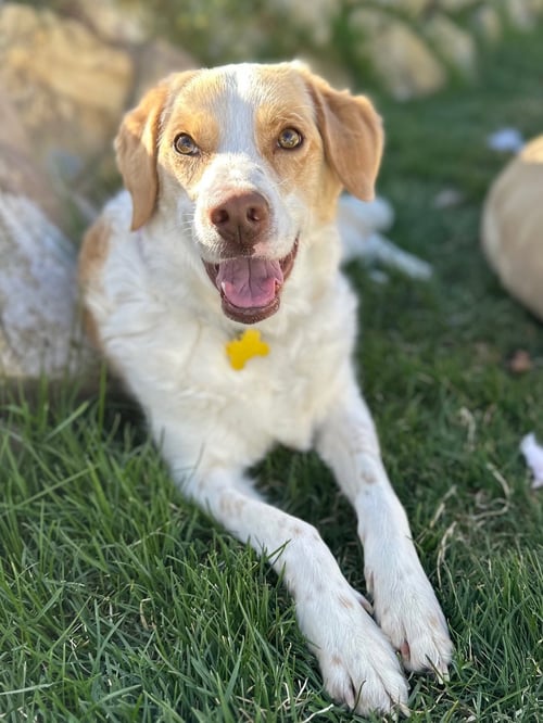 WILLO - Border Collie available for adoption