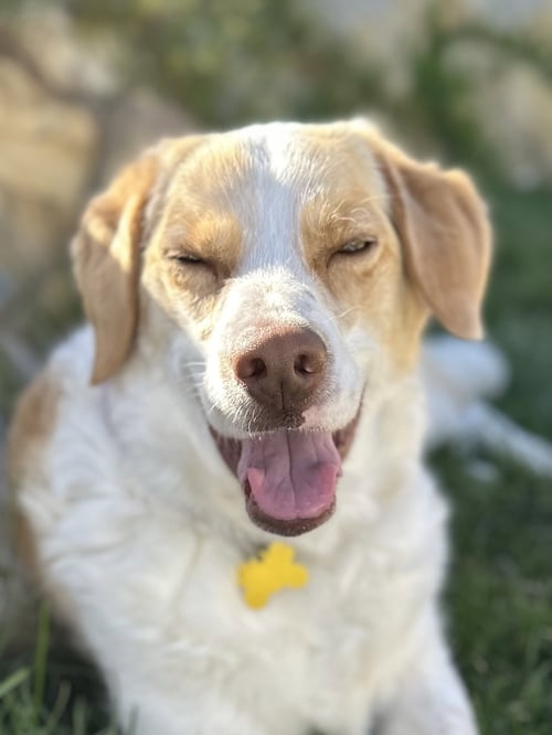 WILLO - Border Collie available for adoption