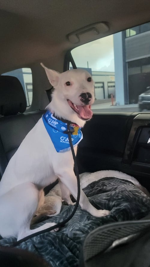 ANA LUCIA - Cattle Dog available for adoption