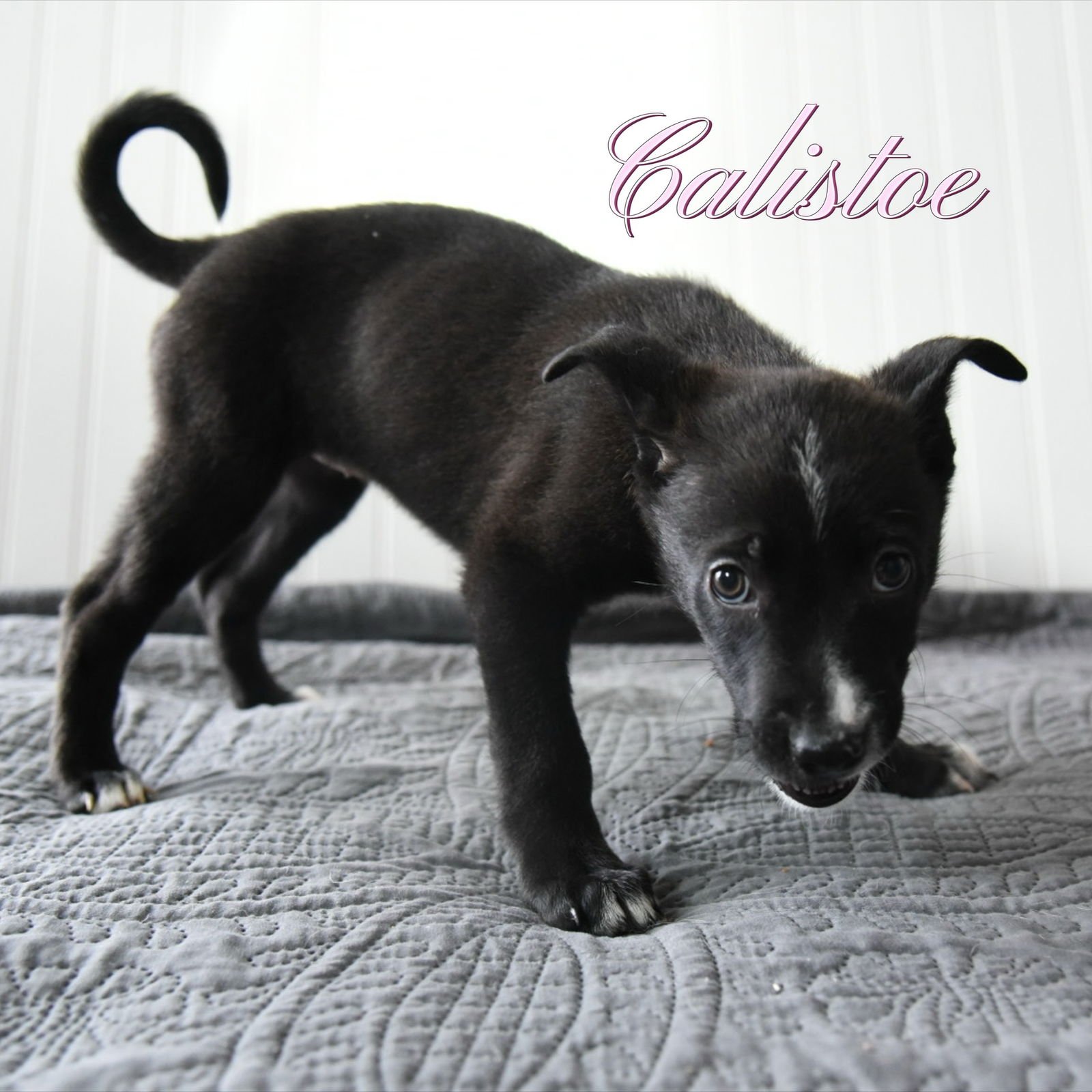 CALISTOE - Corgi / Australian Cattle Dog/Blue Heeler available for adoption