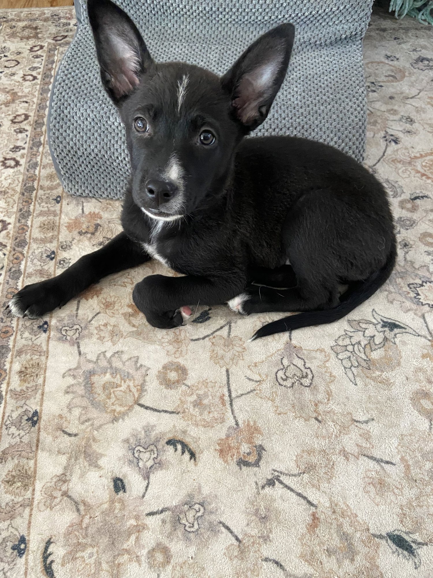 CALISTOE - Corgi / Australian Cattle Dog/Blue Heeler available for adoption