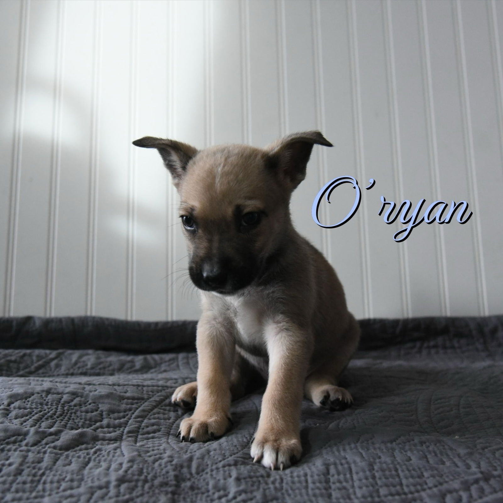 O' RYAN - Corgi / Australian Cattle Dog/Blue Heeler available for adoption