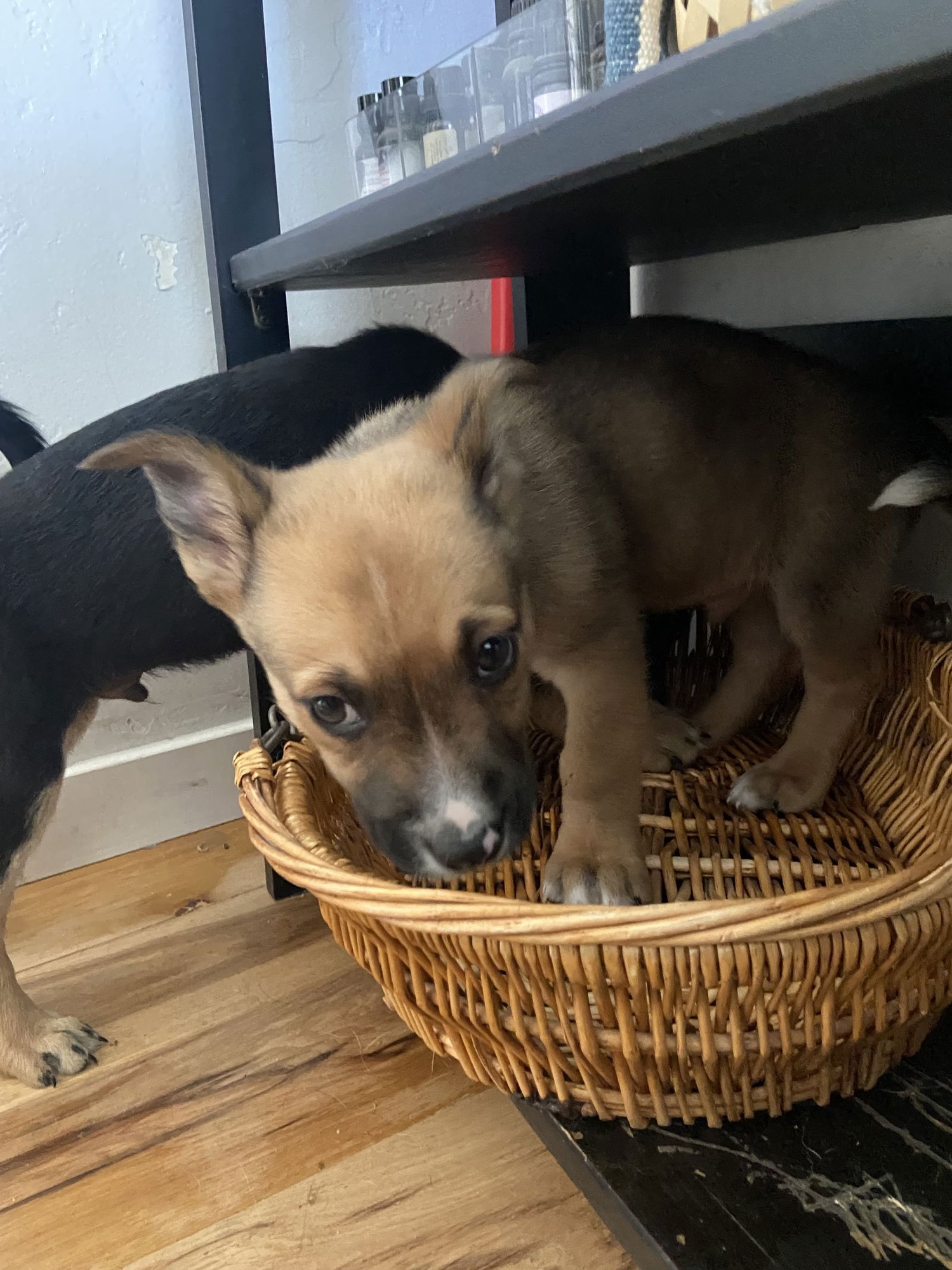 O' RYAN - Corgi / Australian Cattle Dog/Blue Heeler available for adoption