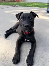 Red Milo - Photo 1