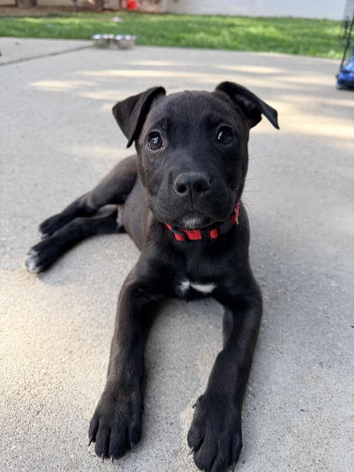 RED MILO - Pit Bull Terrier for adoption in Sandy
