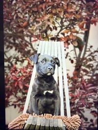 Red Milo - Photo 3