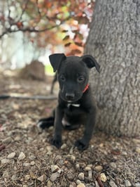 Red Milo - Photo 4