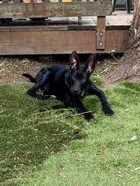 Cobi - Photo 5