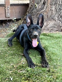 Cobi - Photo 7