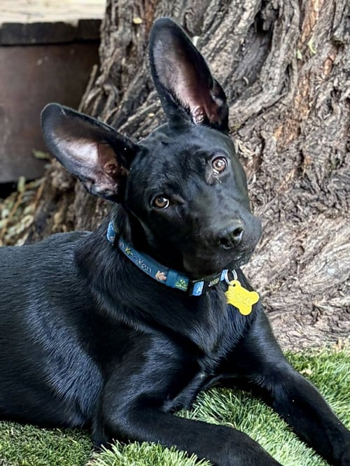 COBI - Australian Cattle Dog/Blue Heeler available for adoption