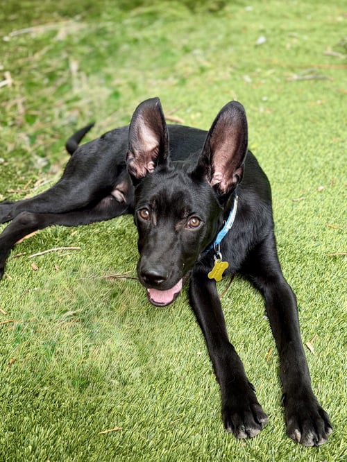 COBI - Australian Cattle Dog/Blue Heeler available for adoption