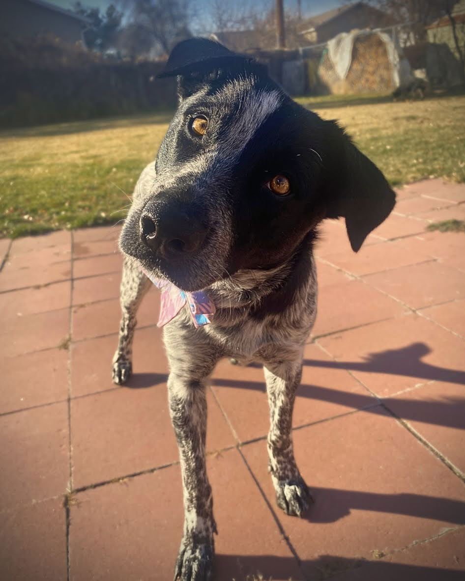 VIOLET SKY - Cattle Dog available for adoption
