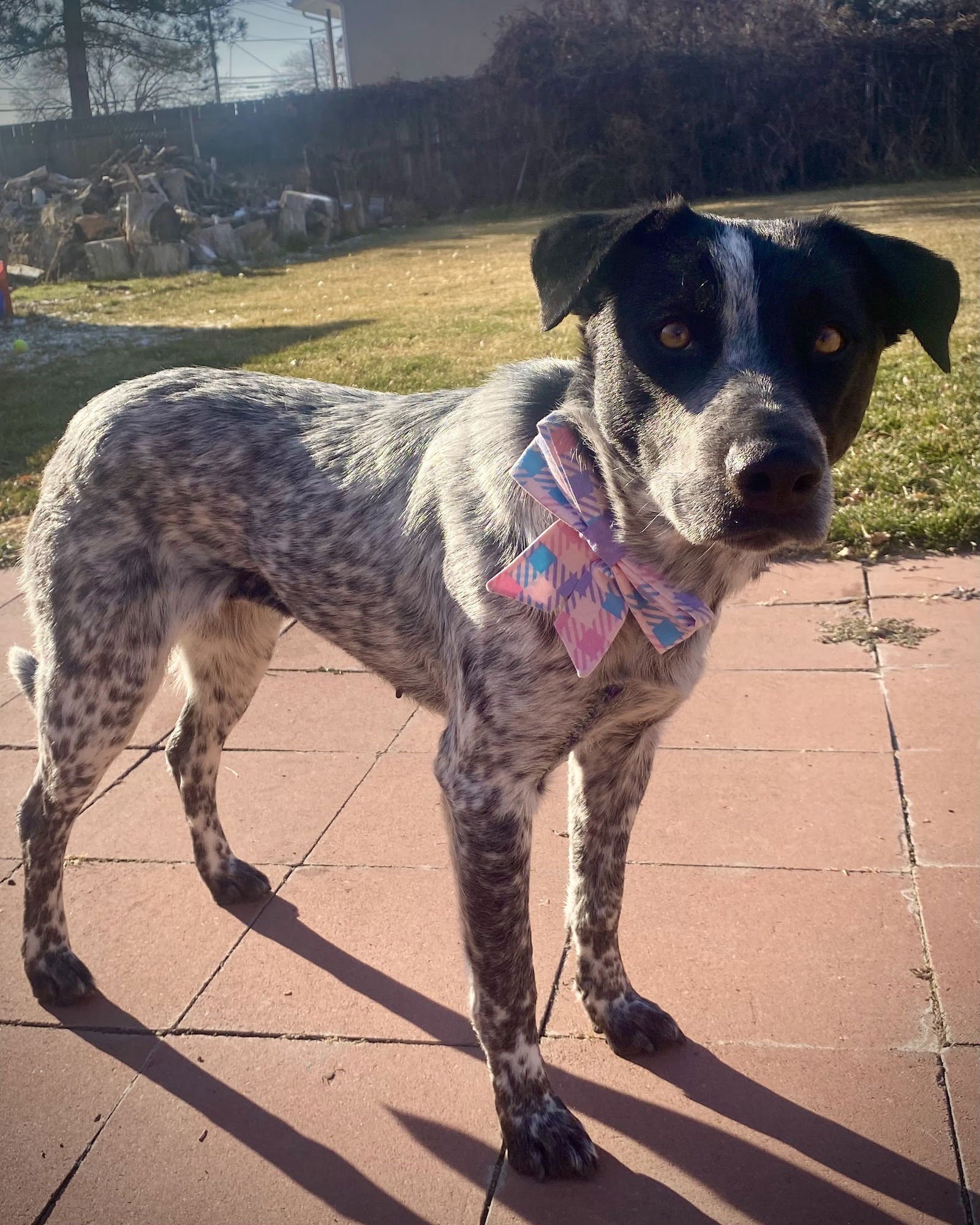 VIOLET SKY - Cattle Dog available for adoption