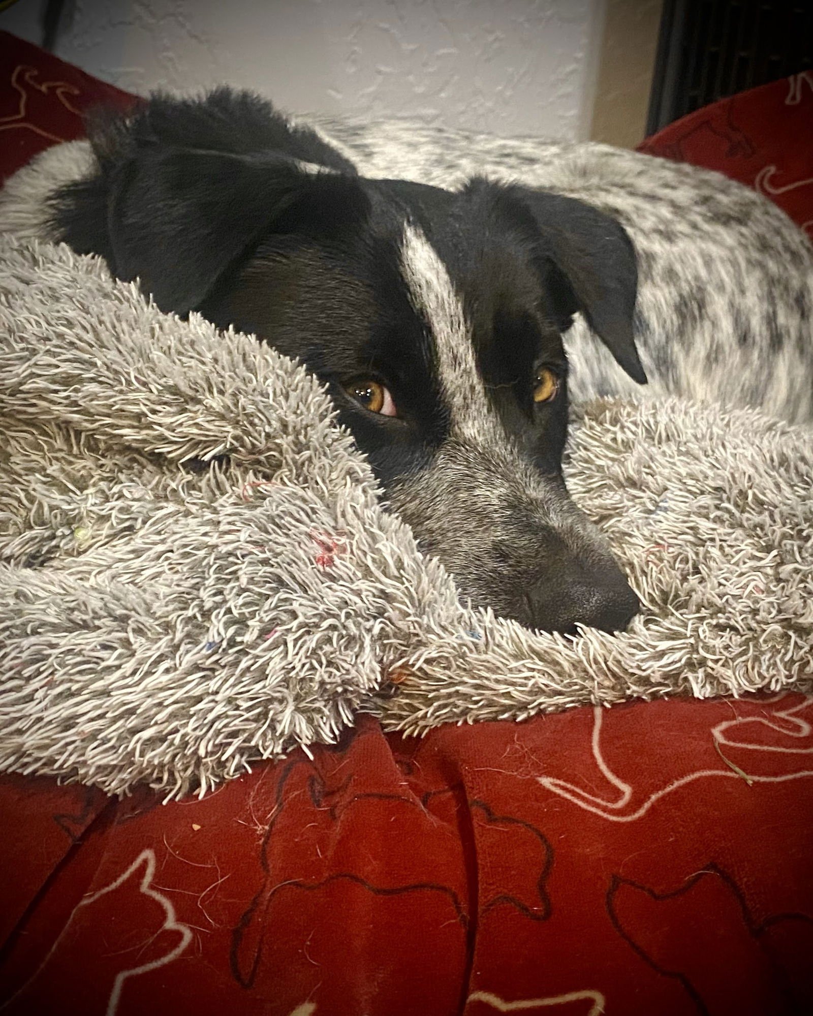 Violet Sky - Photo 4