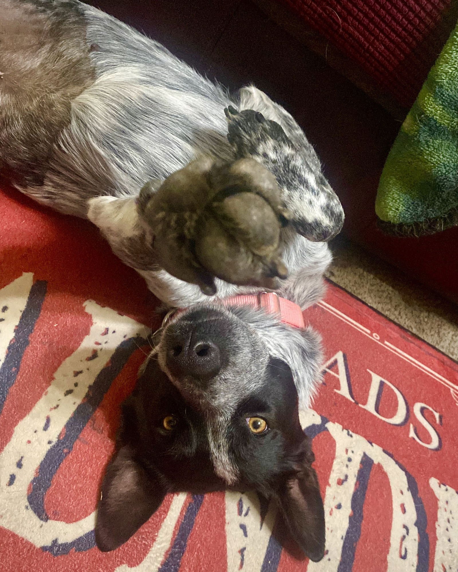 Violet Sky - Photo 8