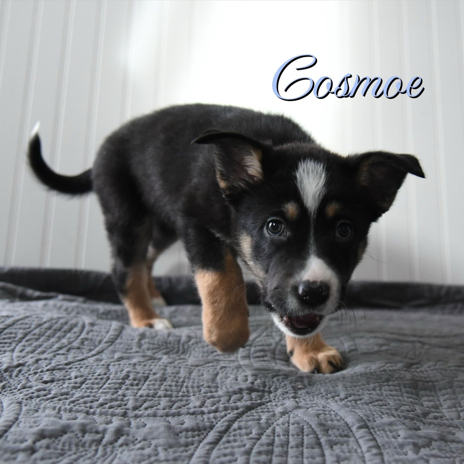 COSMOE - Corgi / Australian Cattle Dog/Blue Heeler available for adoption