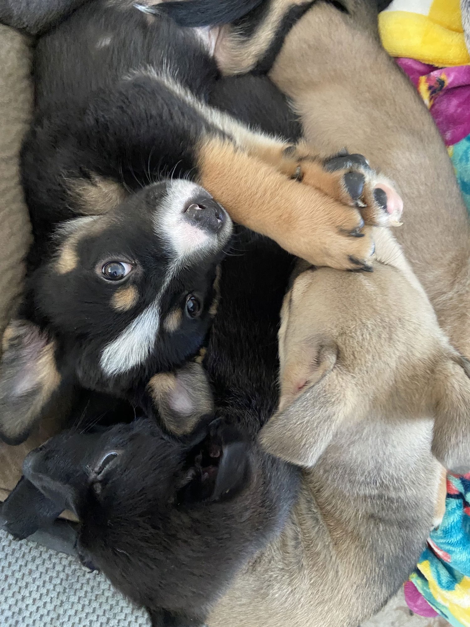 COSMOE - Corgi / Australian Cattle Dog/Blue Heeler available for adoption