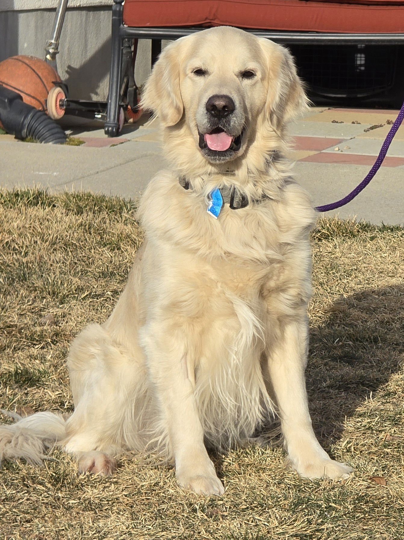 CAZPER - Golden Retriever available for adoption
