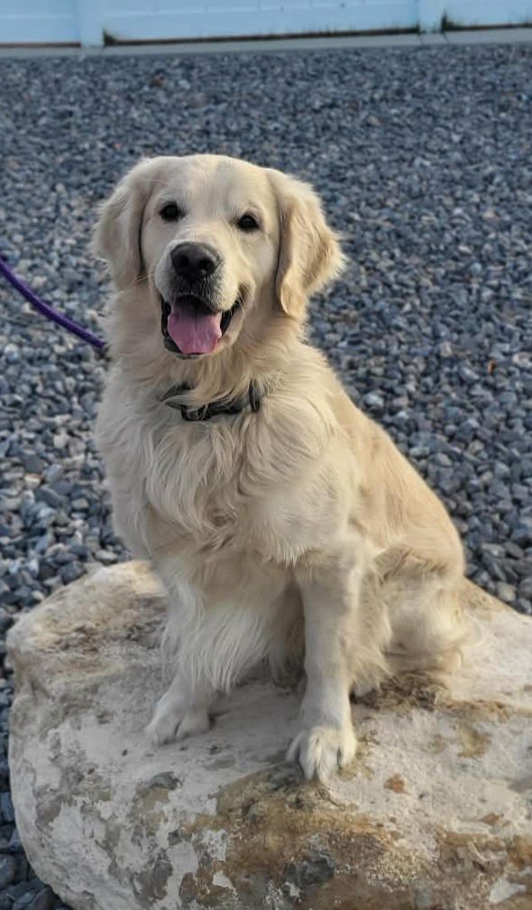 CAZPER - Golden Retriever available for adoption