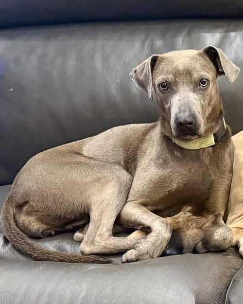 ASHLY - Labrador Retriever available for adoption