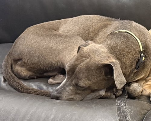 ASHLY - Labrador Retriever available for adoption