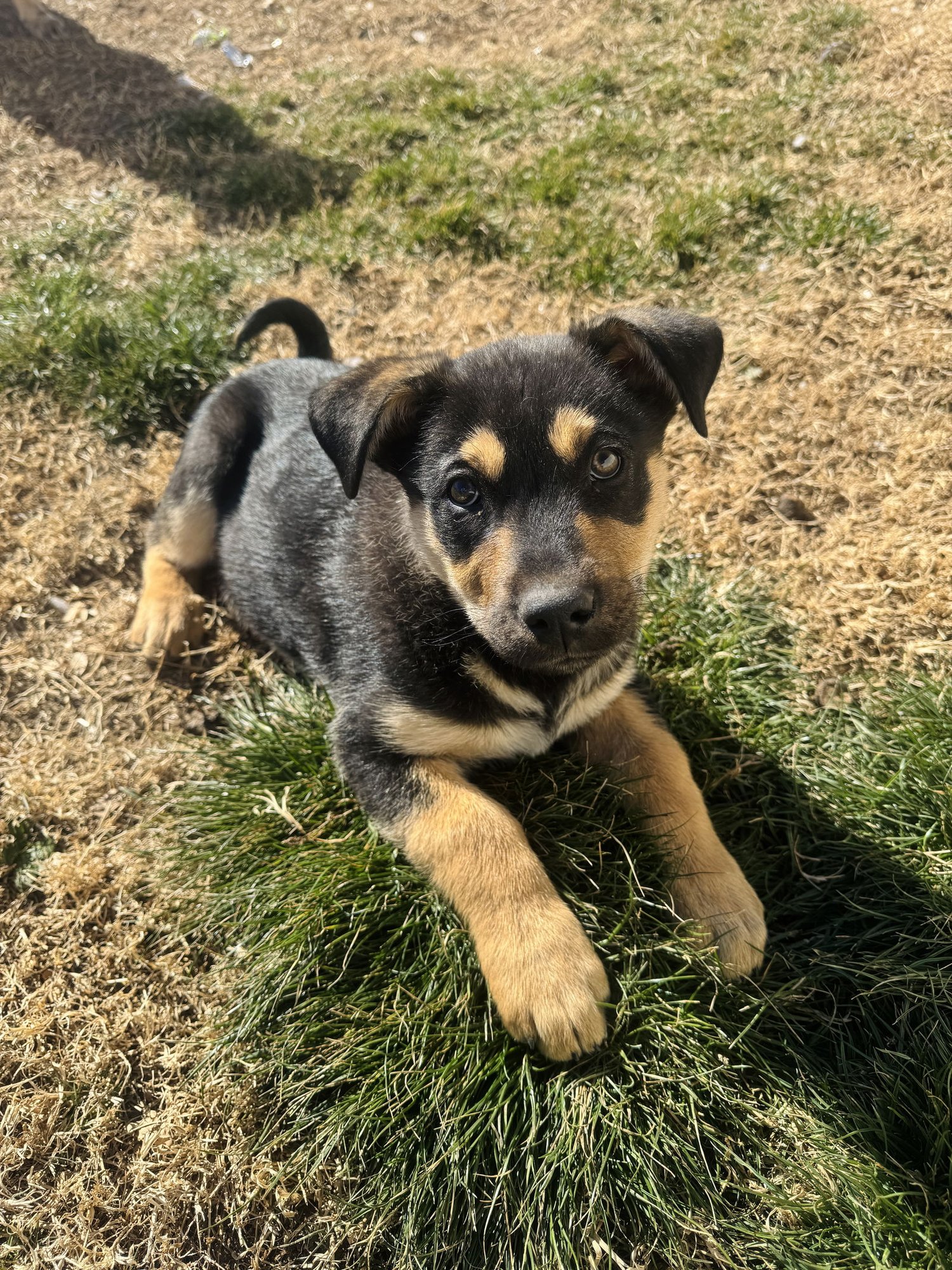 COCO BEAR - German Shepherd Dog / Rottweiler available for adoption