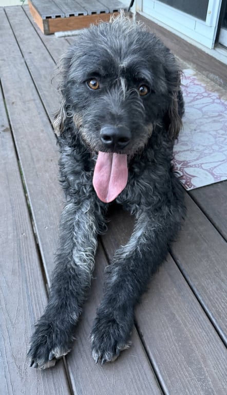 Desmond McDoodle Image