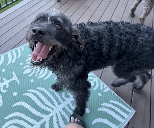 DESMOND MCDOODLE - Poodle (Standard) / Schnauzer available for adoption