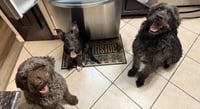 Desmond McDoodle - Photo 3