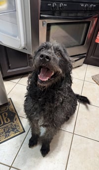 Desmond McDoodle - Photo 4