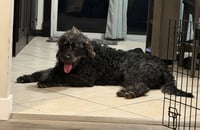 Desmond McDoodle - Photo 5