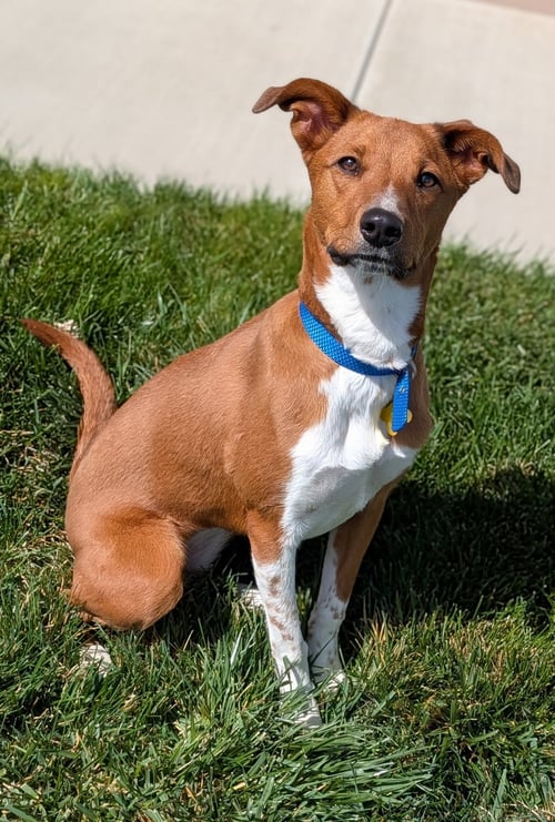 SHEILAH - Australian Cattle Dog/Blue Heeler available for adoption