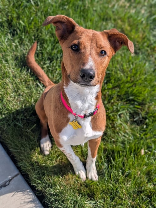 SHEILAH - Australian Cattle Dog/Blue Heeler available for adoption