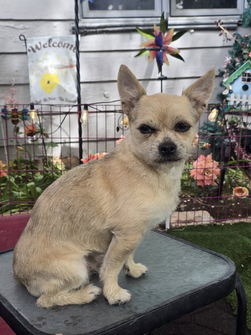 FRED ROGERS - Terrier available for adoption