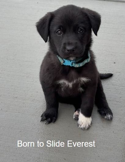 BORN TO SLIDE EVEREST