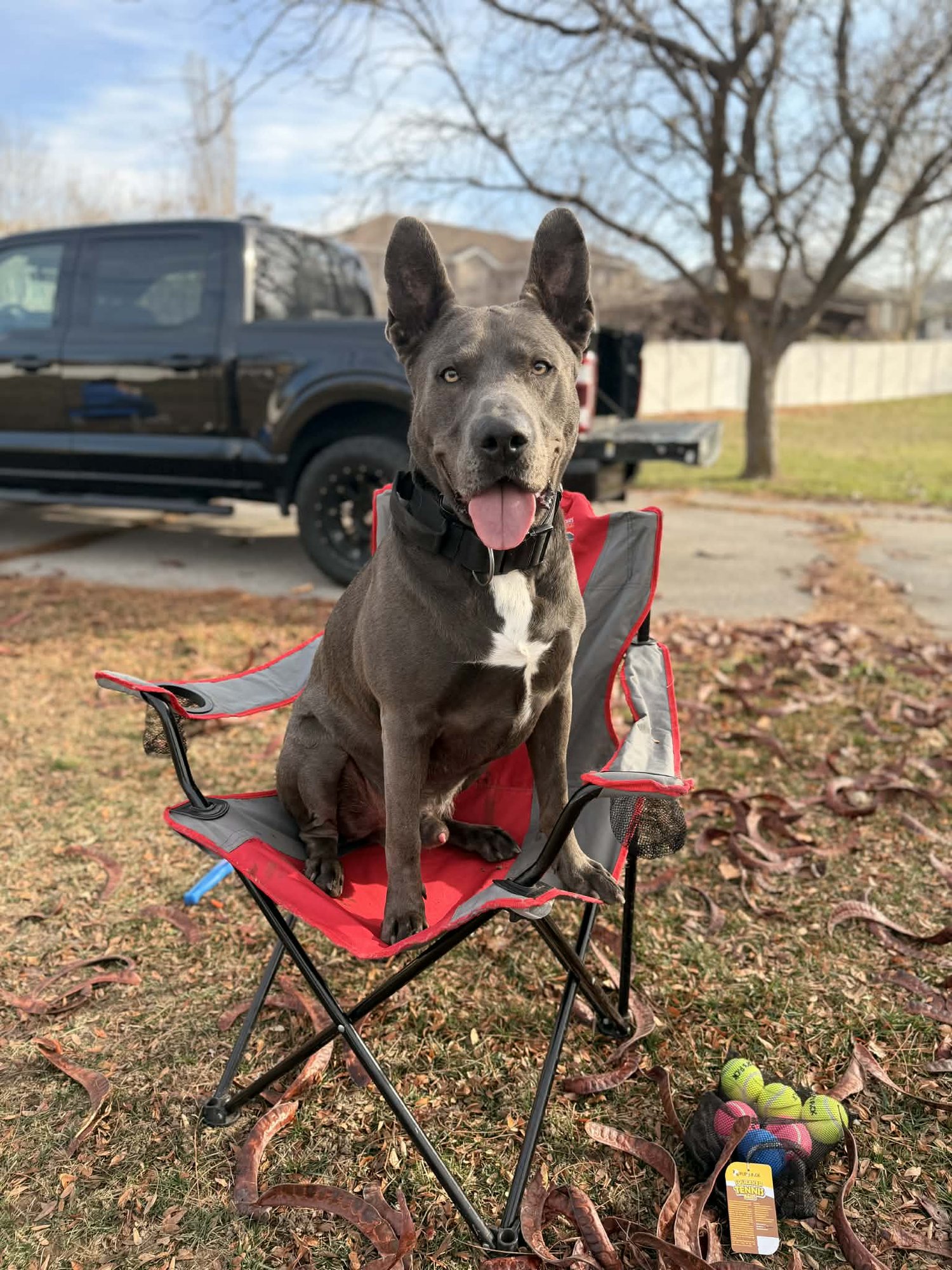 FEENY - Pit Bull Terrier available for adoption