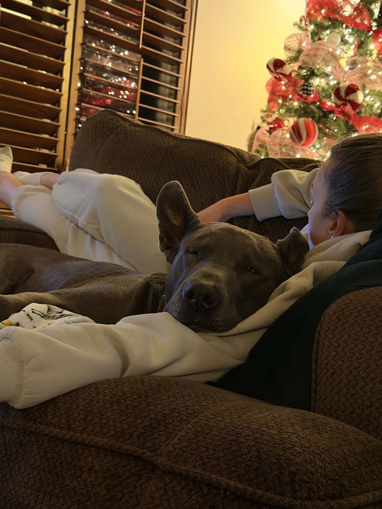 FEENY - Pit Bull Terrier available for adoption