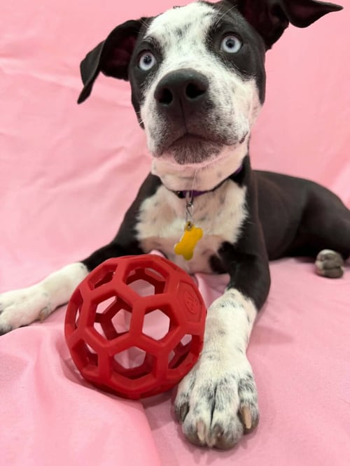 DOLLIP - Catahoula Leopard Dog / Australian Shepherd available for adoption