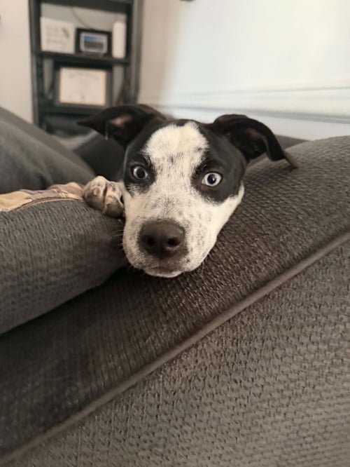 DOLLIP - Catahoula Leopard Dog / Australian Shepherd available for adoption