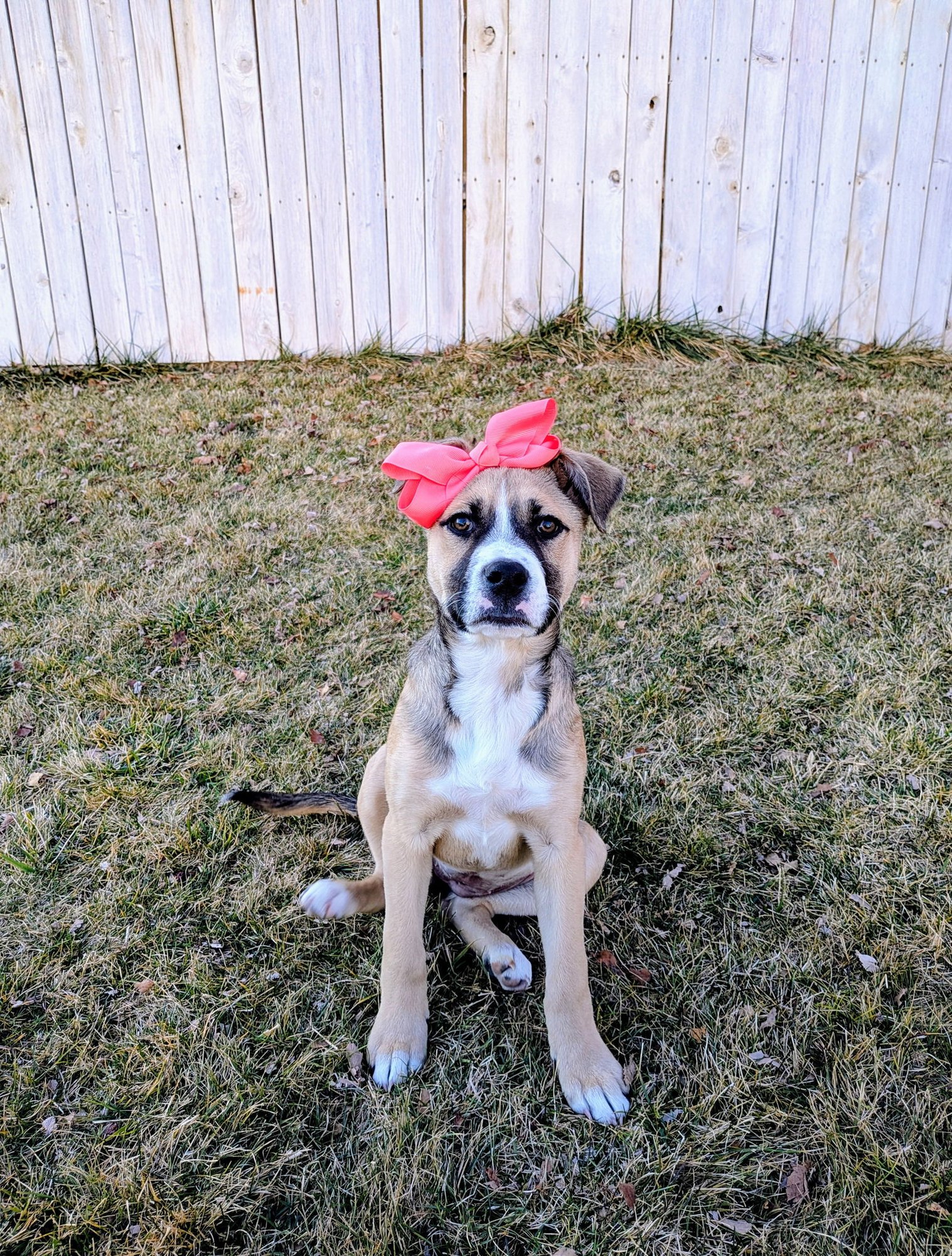 SLOANE ROSIE - Pit Bull Terrier available for adoption