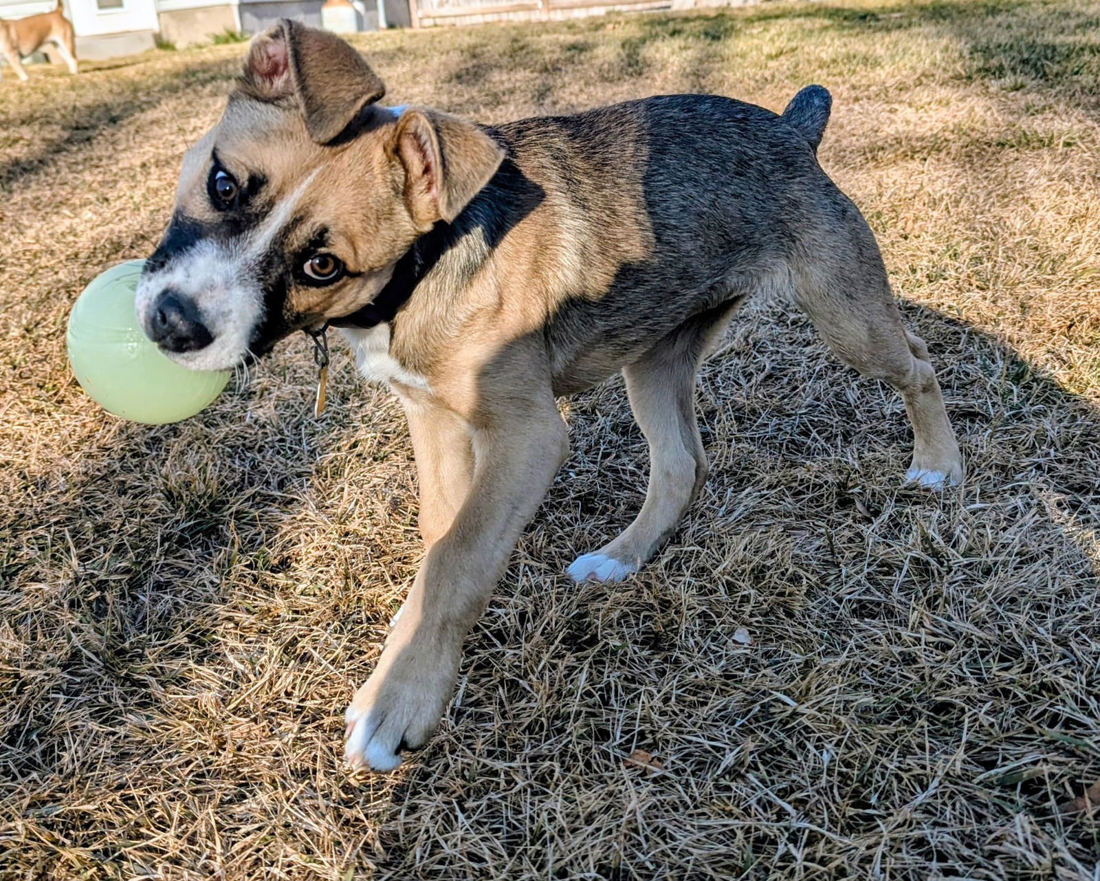SLOANE ROSIE - Pit Bull Terrier available for adoption