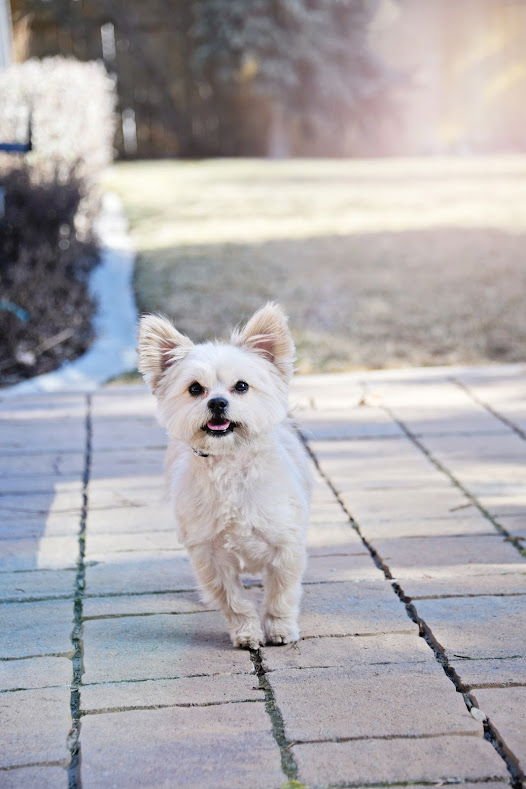 KID ROCK - Yorkshire Terrier Yorkie available for adoption