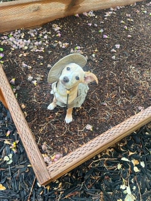 BUDDY GUY - Chihuahua available for adoption